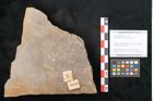 Foto (Objekt + Etikett) von Neuropteris auriculata Brongniart (NHMW-GEO-2024-0188-10669)